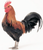 Coq Hardi